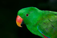 photo "Curious parrot"