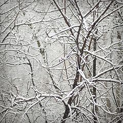 photo "***"