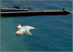 photo "fleetingness"