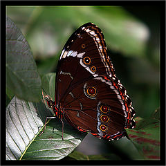 photo "rare person"