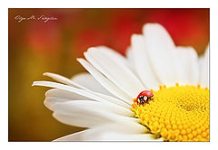 photo "***"