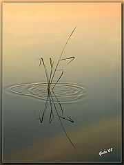 photo "The Stroke"