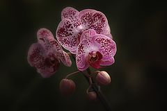 photo "***"
