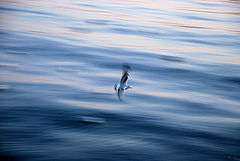 photo "***"