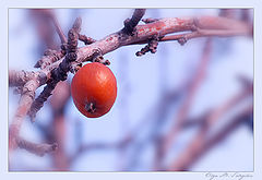photo "***"