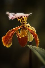 photo "***"