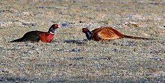 photo "scuffle pheasants"