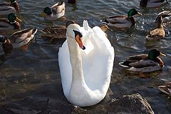 photo "***"