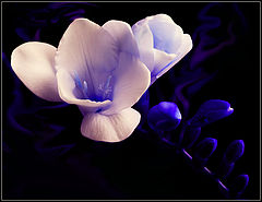 photo "***"
