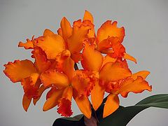 фото "Orchid .Potinara"