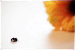 photo "Going away"