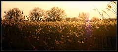 photo "***"