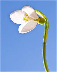 photo "Ghiocel"