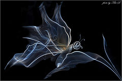 photo "***"