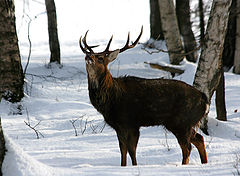 фото "Зов"