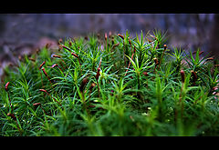 фото "Moos"