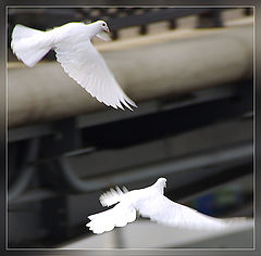 photo "***"