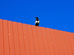 фото "Pica Pica, The black-billed magpie"