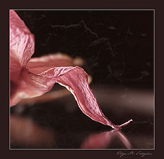 photo "***"