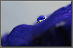 фото "ittle drop"