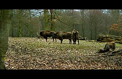 фото "Bison"