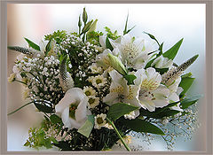 photo "White posy for Jose"