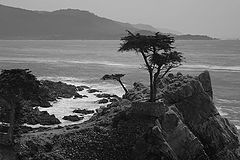 photo "Seventeen mile drive"