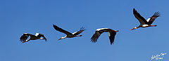 photo "Flying Stork"