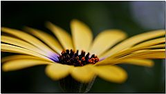 photo "Gerbera"