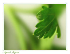 photo "***"