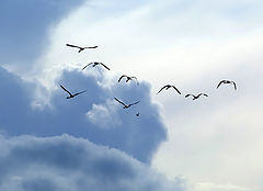 фото "UP AND AWAY"