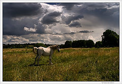 photo "***"