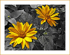 photo "Happy  Birthday,   Kathleen !!!"