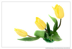photo "***"