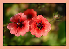 photo "With the Holiday of Spring, the woman! The beauty will save the world!"
