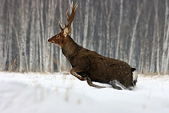 фото "Галоп"