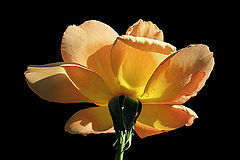 photo "Portrait of a Rose"