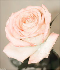 photo "***"