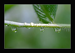 photo "dew drops"