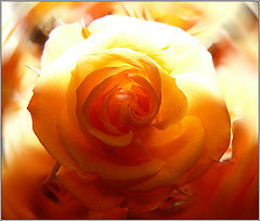 photo "Light and Shadow of the Rose"