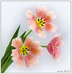 photo "***"
