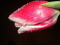 фото "***"