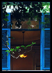 photo "Opening for..."