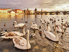фото "Vltava Swans"