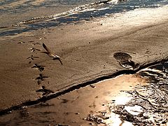photo "The Paths of Birds and Men"