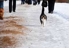 фото "Гуляющая Сама по Себе"