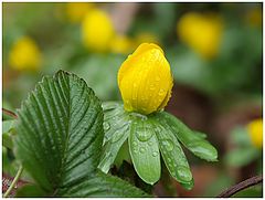 photo "Signs of Spring ll"