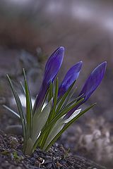 photo "krokus"
