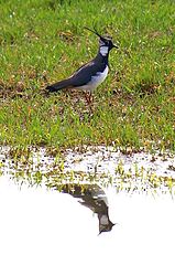 фото "Lapwing"