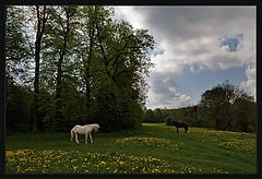 photo "***"